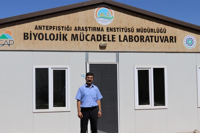 Laboratuvarlarda üretilen "faydalı böceklerle" biyolojik mücadele yapılıyor