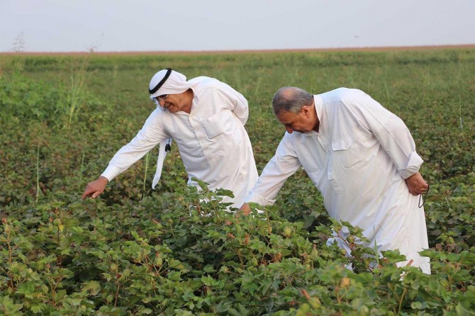 Çiftçiler pamuk ve mısırdan yüksek verim bekliyor