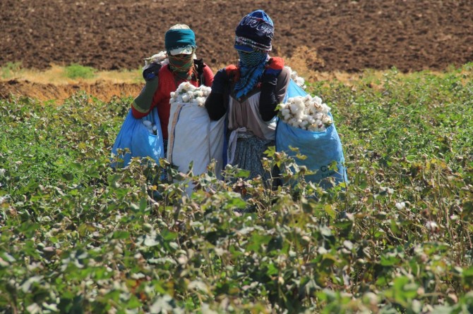 ​Diyarbakır'da pamuk işçilerinin zorlu mesaisi başladı