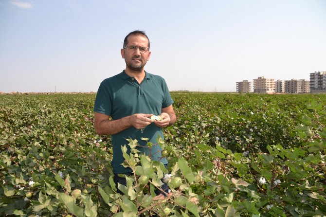 Uzmanlardan pamuk ilaçlama uyarısı