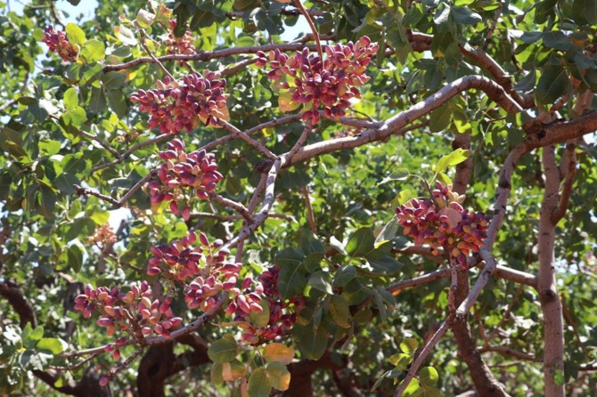 "Antep fıstığı rekoltesinin artması için sulu tarıma geçilmeli"