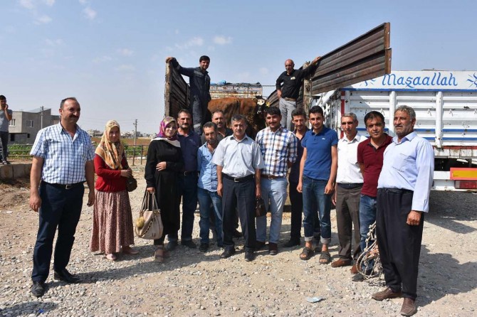 Kadın çiftçilere düve dağıtıldı