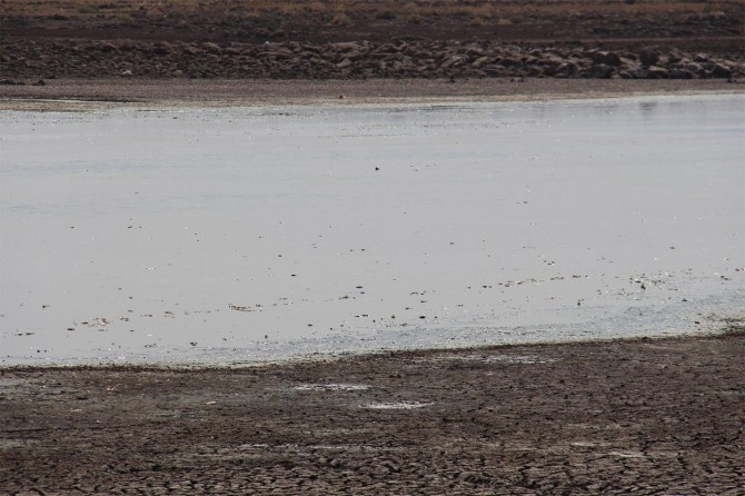 Binlerce balığın telef olduğu göletin bulunduğu köy sakinlerinden DSİ’ye çağrı