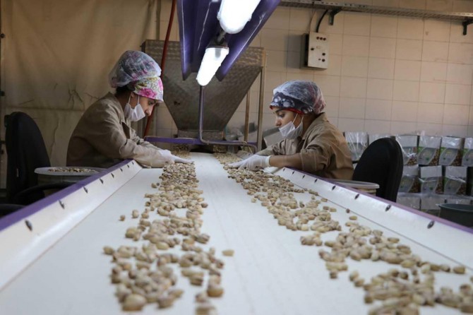 Antep fıstığında düşük rekolte fıstık fiyatlarını ikiye katladı