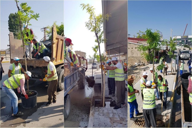 Yeşil bir Van için ağaç dikildi