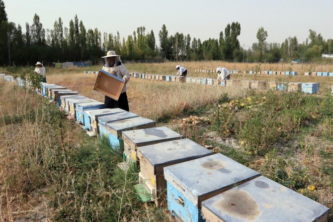 Vanlı kadın arıcılar bal hasadını yaptı