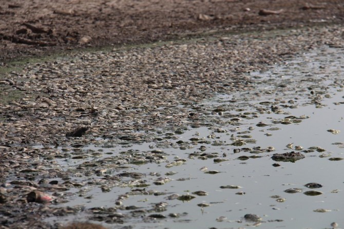 DSİ: Balık ölümlerinin sebebi bilinçsiz sulama