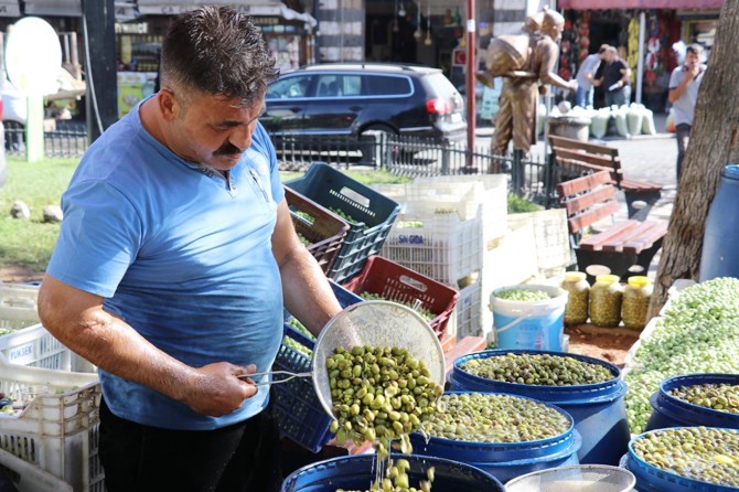Gaziantep'te organik yeşil zeytin tezgâhlarda