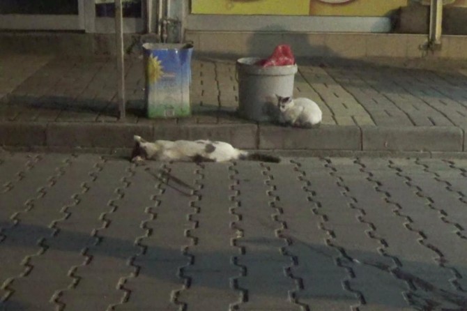 Yavru kedi otomobilin ezdiği annesinin başından ayrılmadı