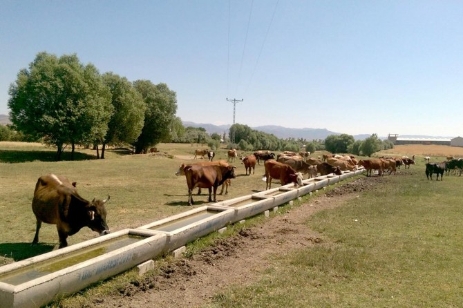 DAP İdaresi 25 bin 213 adet sıvat dağıttı