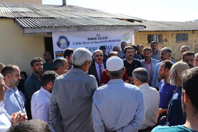 Bingöl’de 42 genç çiftçiye 252 büyükbaş hayvan dağıtıldı