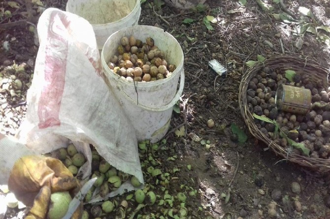 Palu’da ceviz hasadı başladı