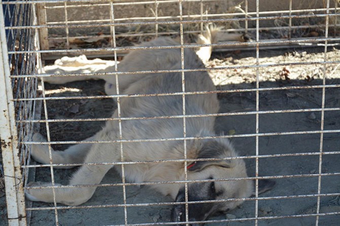​Elazığ Palu’da başı boş hayvanlar kısırlaştırılıyor