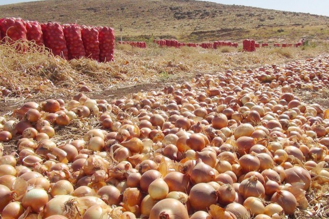 Unsold tons of onions rot in the fields