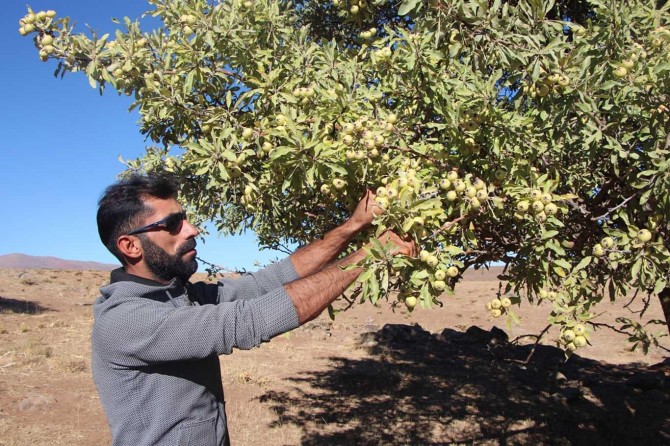 Bingöl'de "yabani armutlara" ilgi