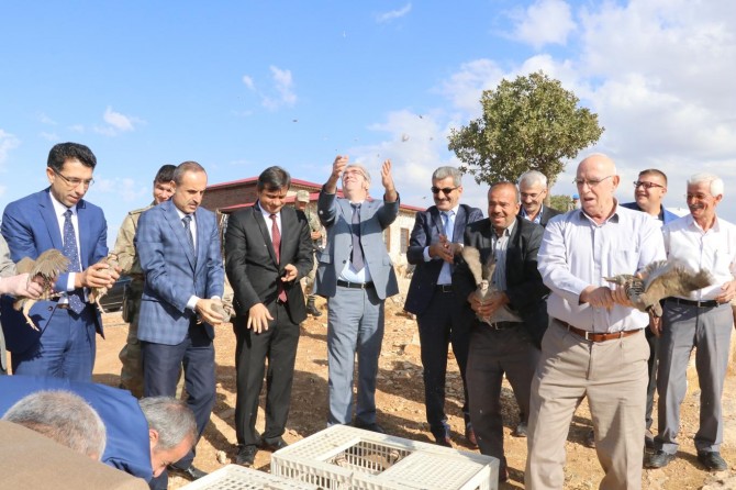 Siirt'te kınalı keklikler doğaya bırakıldı