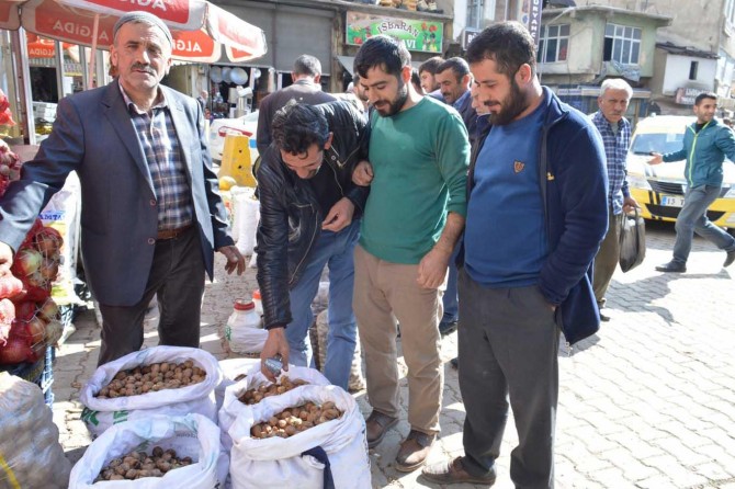 Bitlis’te üreticiler ceviz hasadından memnun
