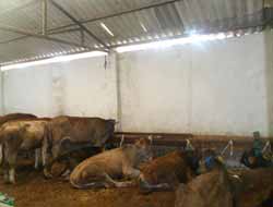 Kurbanlık Fiyatları Ucuzladı