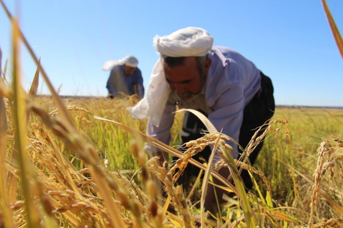 Karacadağ'da pirinç verimi geçen yıllara göre azaldı