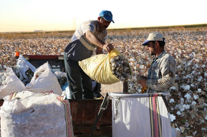 Çiftçiler pamuğun veriminden de fiyatından da memnun