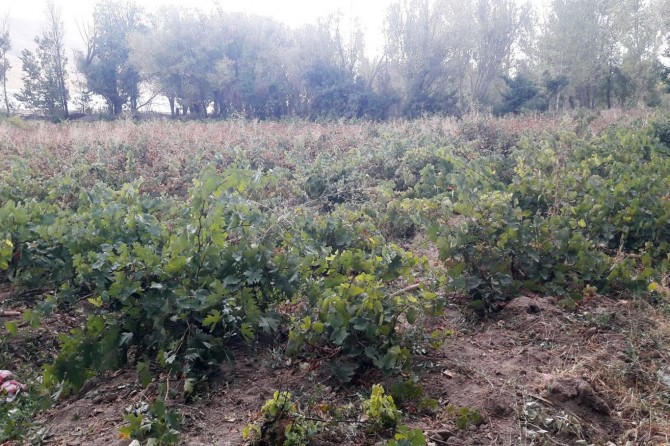 Erciş’in asırlık üzüm bağları hayat buluyor