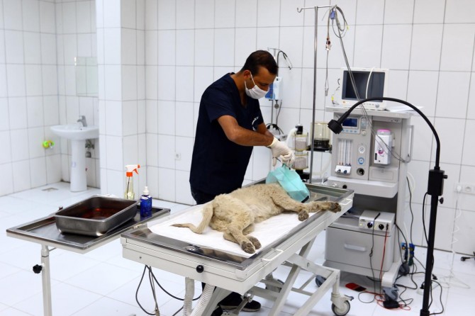 Kulağı kesilen yavru köpek tedavi altına alındı