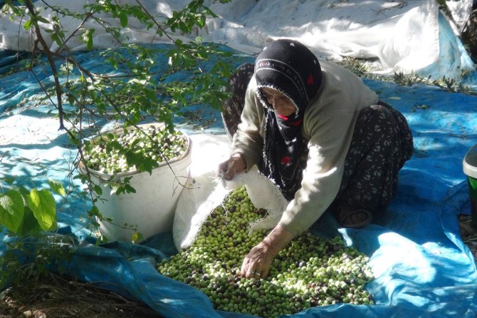 Zeytinin ana vatanında hasat zamanı