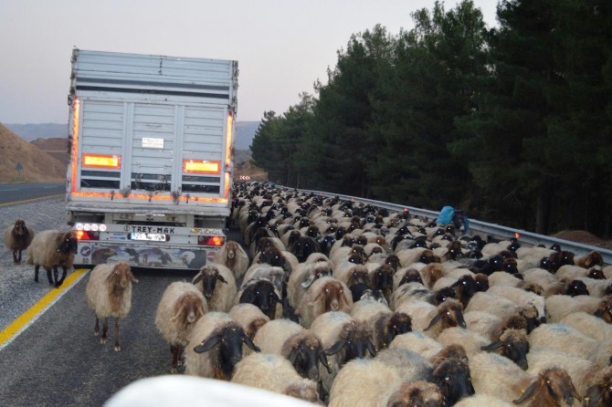 Yaylalardan dönen hayvanlar sürücülere zor anlar yaşatıyor