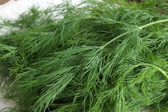 Kalsiyum deposu dereotu