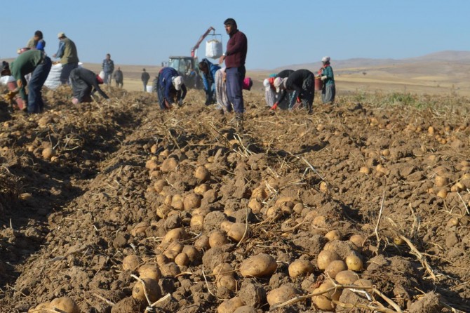 Ahlat'ta patates hasadı bereketiyle başladı