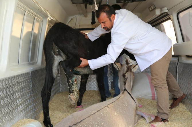 Mardin’de ayağı kırılan eşekler İstanbul’a gönderildi