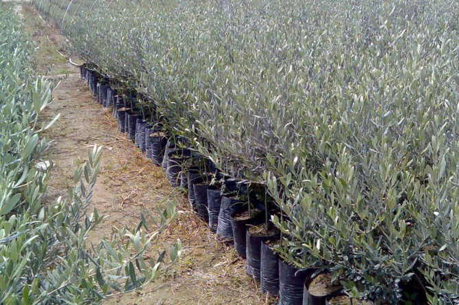 Karbon emisyonunu azaltmak için 50 bin zeytin fidanı dikilecek