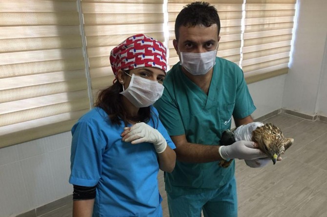 Yaralı şahin sağlığına kavuştu