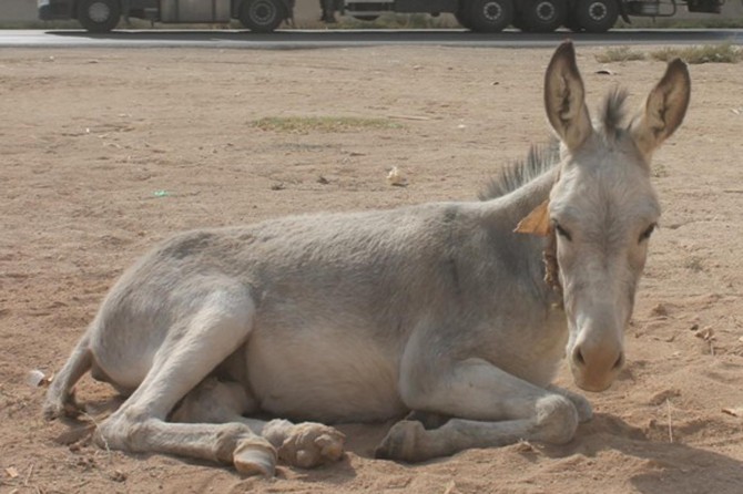 Ayağı kırılan eşek tedavi olmayı bekliyor