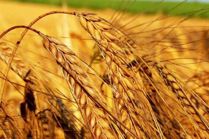 Tahıl ve meyve üretiminde artış bekleniyor
