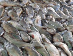 Vanlı Balıkçılar Sezonu Açtı