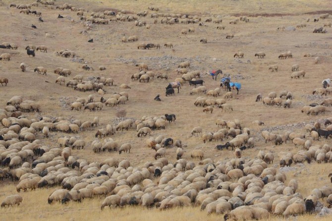 The challenging journey of nomadic people returning from the plateau