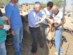 Veba ve Burusella Aşılama Kampanyası Başladı
