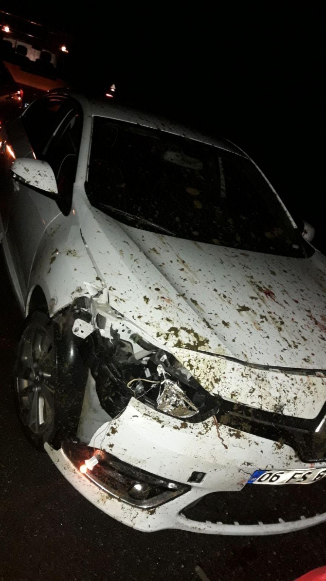 Li Çewligê otomobîl li pez qelibî: 16 heywan telef bûn