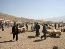 Hükümet Hayvancılık Sektörünü Bitirdi"