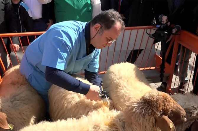 Gaziantep'te küçükbaş hayvanlara aşı yapıldı
