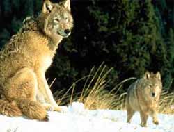 Sürüden Ayrılan Koyunu Kurtlar Kapar