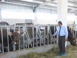 Almanya'dan 89 Brown Swiss Getirildi