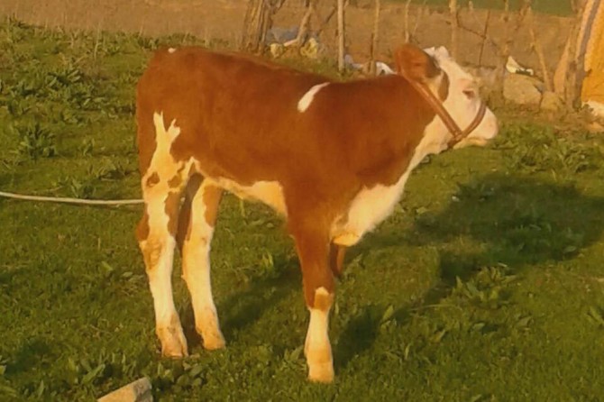 Kozluk’ta hayvan hırsızları yine işbaşında