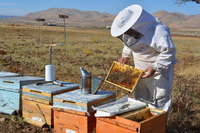 Şifa kaynağı bal arıcıları memnun etti