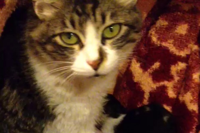 Kediye sezaryen doğum