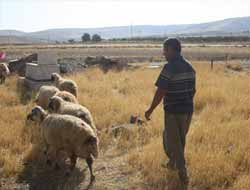 Yıllık 20 Bin TL'ye Çoban Bulamıyoruz