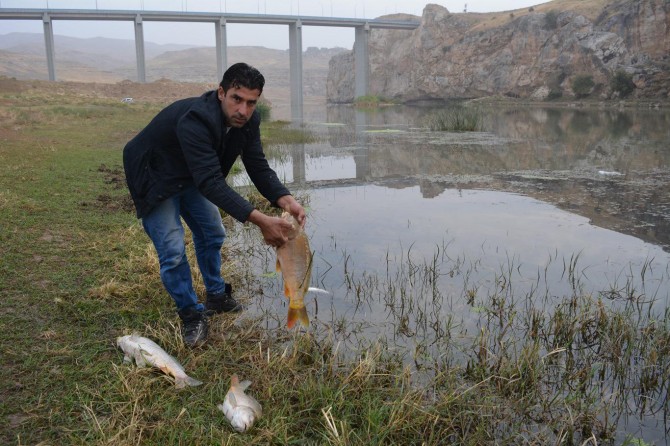 Dicle Nehri'nde zehirli yem ile balık avı