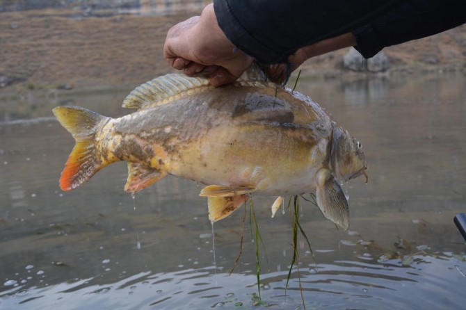 Batman’da zehirli yemle balık avı yapılmasına tepki