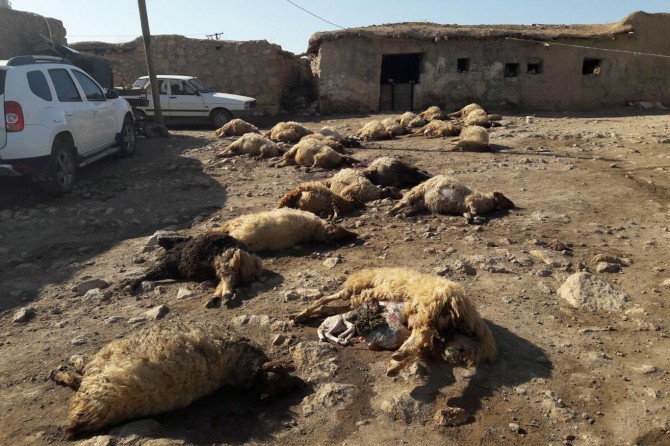 50 pezên ku di zeviyê pembû de çêriyan telef bûn